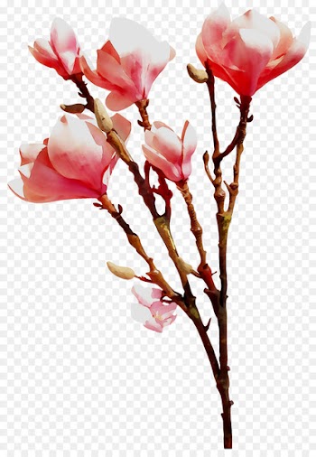 Cut flowers Plant stem ST.AU.150 MIN.V.UNC.NR AD Bud -  