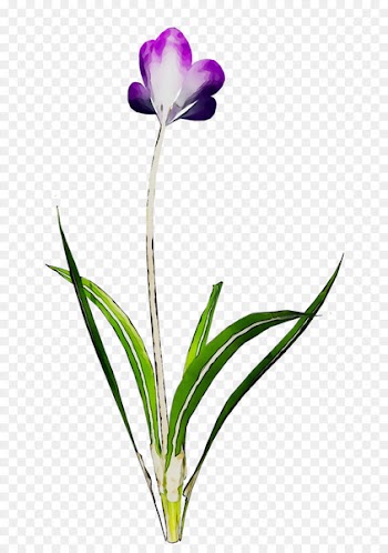 Cut flowers Plant stem Tulip Herbaceous plant Purple -  