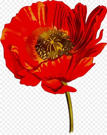Cut flowers RED.M -  