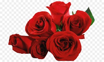Cut flowers Red Rose Transvaal daisy - red rose border 