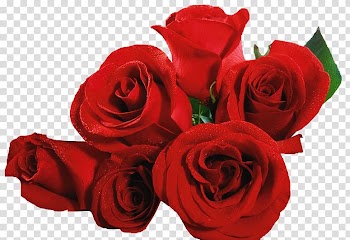 Cut flowers Red Rose Transvaal daisy, red rose border transparent background PNG clipart