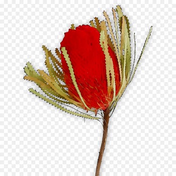Cut flowers Rose Plant stem The Poppy Family -  