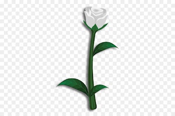 Cut flowers Rose Theta Phi Alpha Lily - rose 