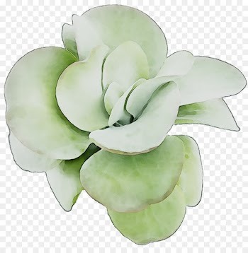 Cut flowers Tableware -  