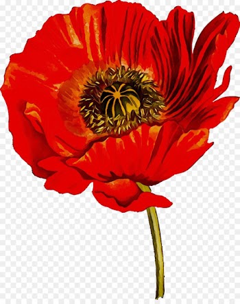 Cut flowers Transvaal daisy Plant stem Annual plant -  