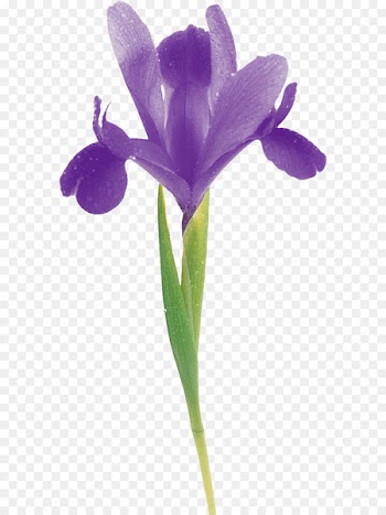 Cut flowers Tulip Bud Plant stem - flower 