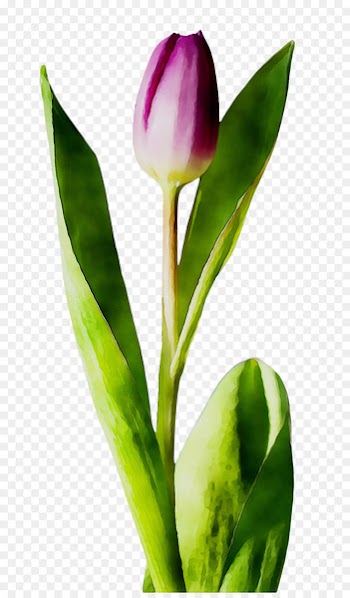 Cut flowers Tulip Plant stem Petal -  