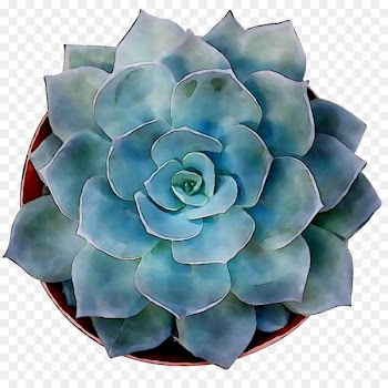 Cut flowers Turquoise -  