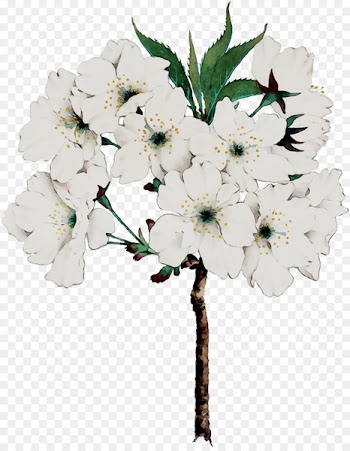 Cut flowers Twig Floral design Flower bouquet -  