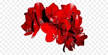 Cut flowers Vase Petal Amaryllis - flower 