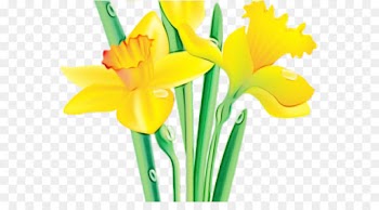 cut flowers yellow flower narcissus clip art