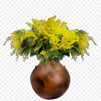 Cut flowers Yellow Mimosa -  
