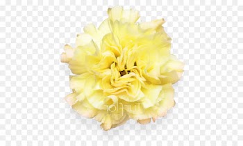 Cut Flowers, Yellow, Petal, Flower PNG
