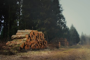 Cut Logs on Green Field Surrounded With Tall and Green Trees