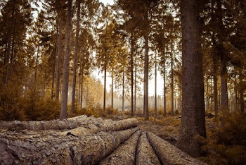 Cut Logs on Ground Surrounded With Tall Trees