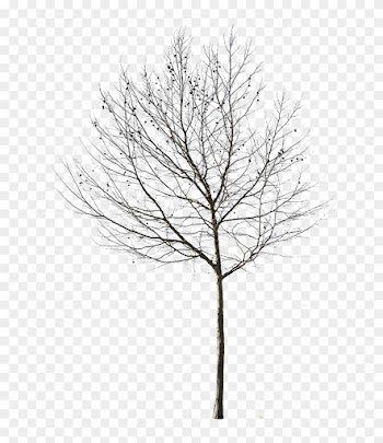 Cut Out Tree Photo With Transparent Background Ready - Tree In Winter In Photoshop