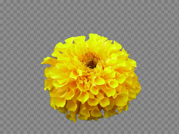 Cut Portable Graphics Artificial Blog Chrysanthemum Naver
