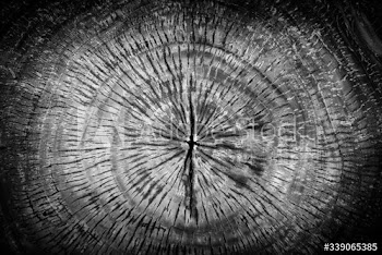 Cut wood trunk background