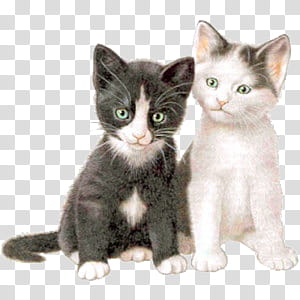 Cute animals II, black and white kittens transparent background PNG clipart
