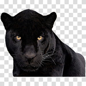 Cute animals II, black panther transparent background PNG clipart