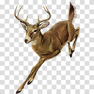 Cute animals s, adult deer transparent background PNG clipart