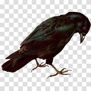 Cute animals s, black crow illustraiton transparent background PNG clipart