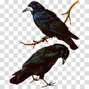 Cute animals s, black crow on branch transparent background PNG clipart