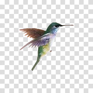 Cute animals s, blue and green hummingbird illustration transparent background PNG clipart