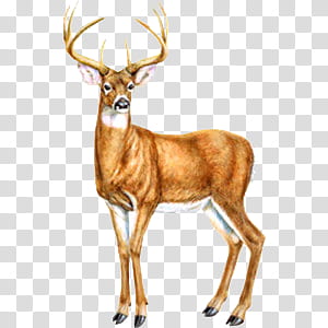 Cute animals s, brown buck transparent background PNG clipart