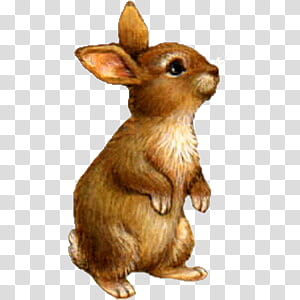 Cute animals s, brown rabbit illustration transparent background PNG clipart