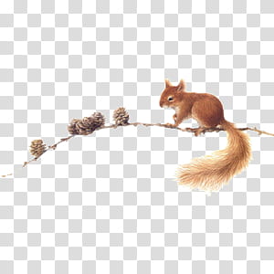 Cute animals s, brown squirrel transparent background PNG clipart