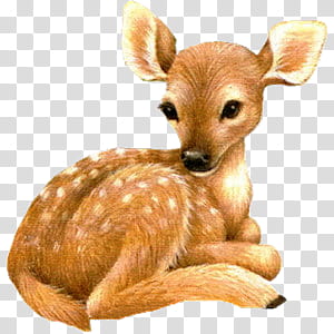 Cute animals s, spotted deer transparent background PNG clipart