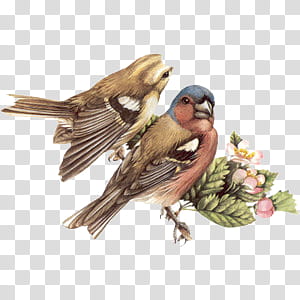 Cute animals s, two birds illustration transparent background PNG clipart