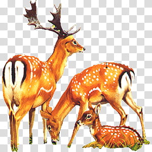 Cute animals s, two brown deers transparent background PNG clipart