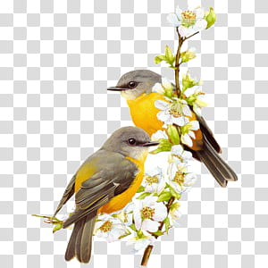 Cute animals s, two yellow-and-gray birds transparent background PNG clipart