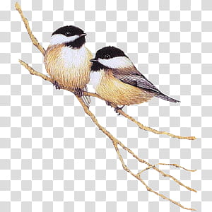 Cute animals s, white-and-black birds transparent background PNG clipart