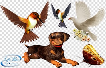 Cute animals, three assorted-color birds transparent background PNG clipart