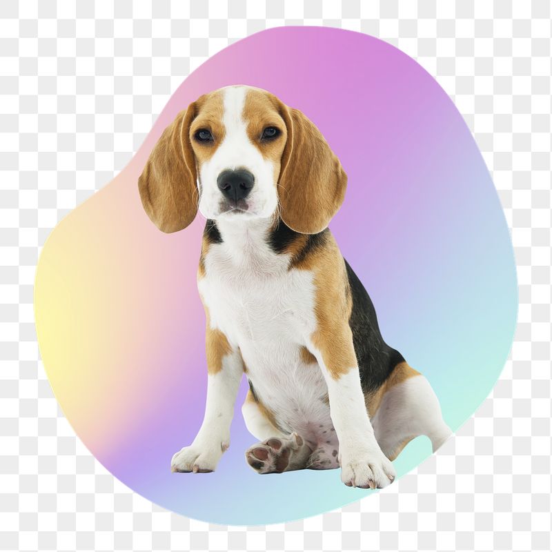 Cute beagle puppy png, transparent | Free PNG - rawpixel