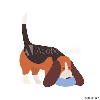 Cute Beagle sniffing floor