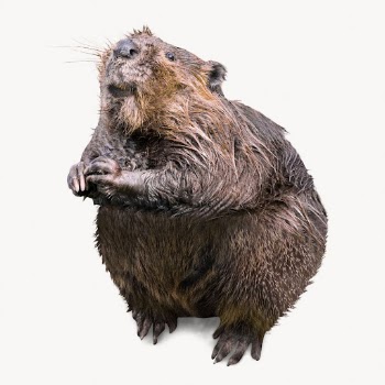 Cute beaver isolated on white, | Free Photo - rawpixel