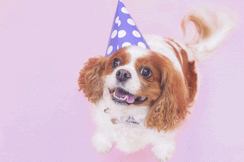 Cute birthday dog background, pink | Free Photo - rawpixel