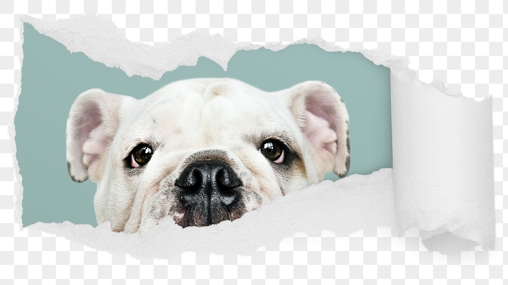 Cute Bulldog png ripped paper | Free PNG - rawpixel