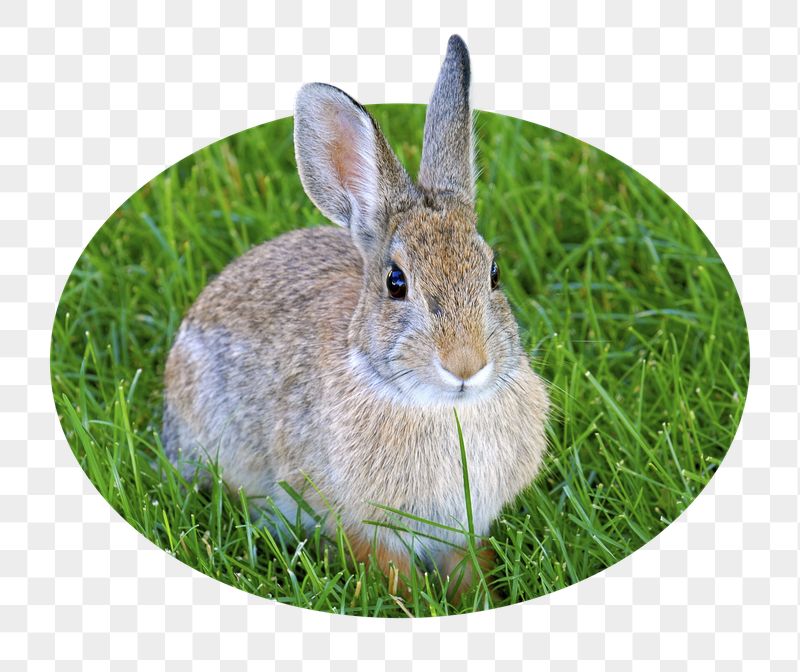 Cute bunny png badge sticker, | Free PNG - rawpixel