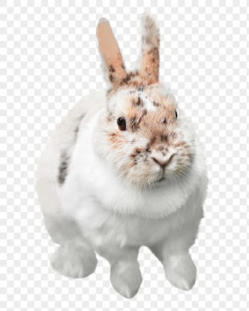 Cute bunny png clipart, pet, | Free PNG - rawpixel