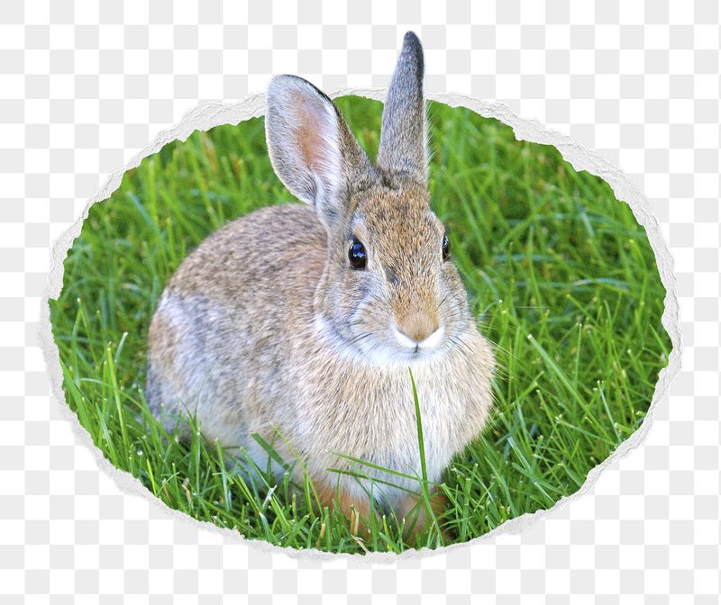 Cute bunny png sticker, animal | Free PNG - rawpixel