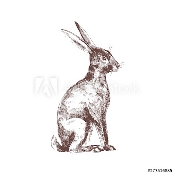 Cute bunny, rabbit or hare isolated hand drawn with contour lines on white background