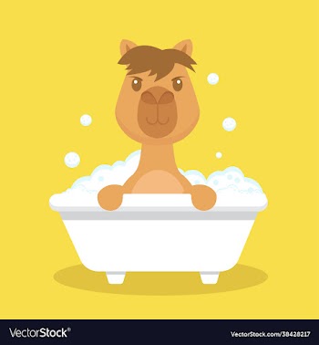 cute camel take bath cartoon character