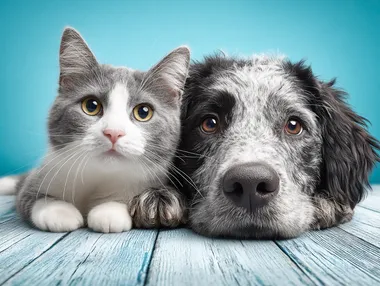 Cute Cat and Dog Duo on a Blue Background Cute Cat and Dog Duo on a Blue Background