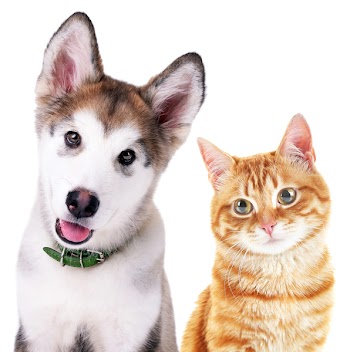 Cute cat and dog isolated on white