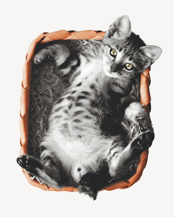 Cute cat  collage element | Free PSD - rawpixel